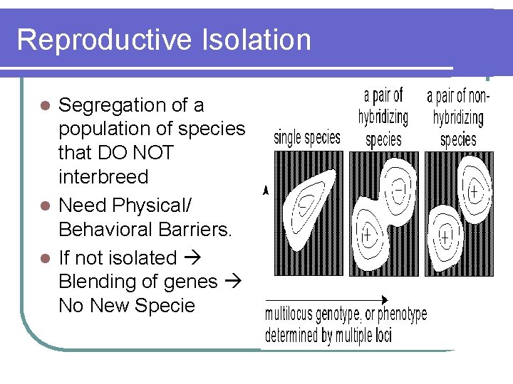 Reproductive Isolation Segregation of a population of species that DO NOT interbreed l Need