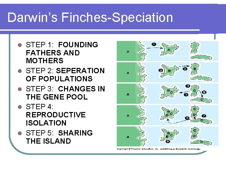 Darwin’s Finches-Speciation l l l STEP 1: FOUNDING FATHERS AND MOTHERS STEP 2: SEPERATION