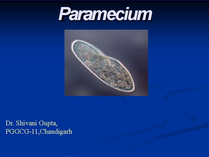 Paramecium Dr. Shivani Gupta, PGGCG-11, Chandigarh 