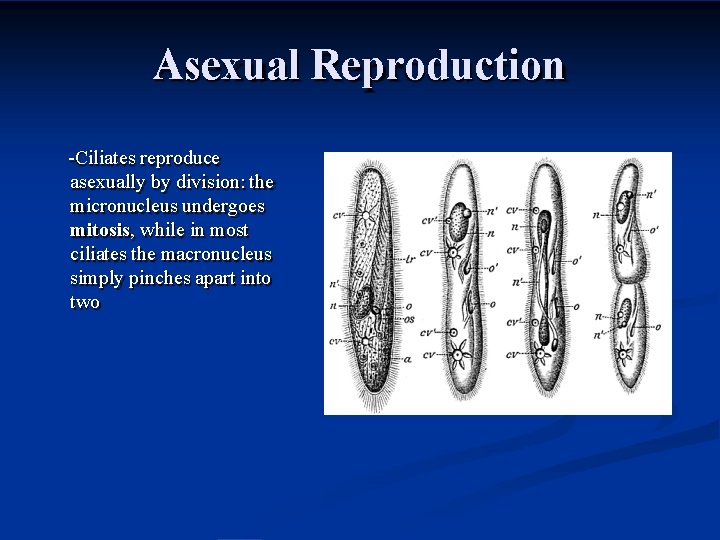 Asexual Reproduction -Ciliates reproduce asexually by division: the micronucleus undergoes mitosis, while in most