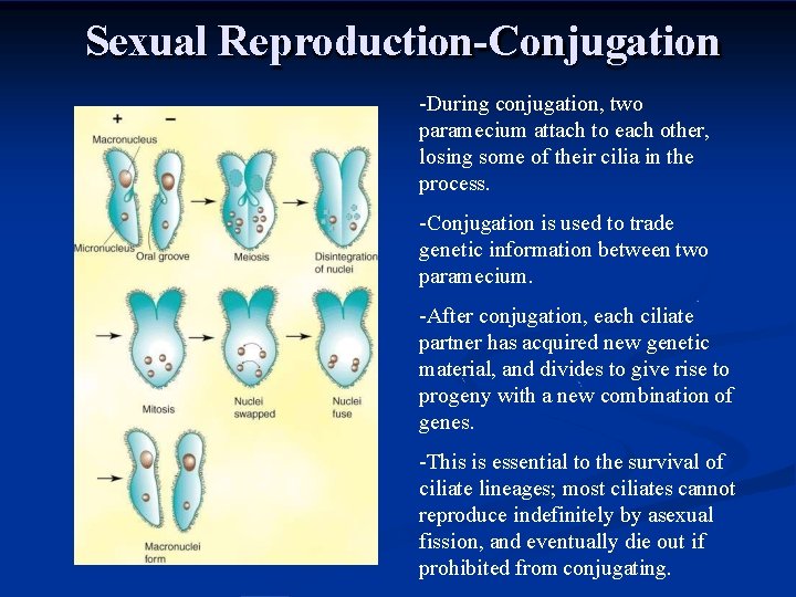 Sexual Reproduction-Conjugation -During conjugation, two paramecium attach to each other, losing some of their