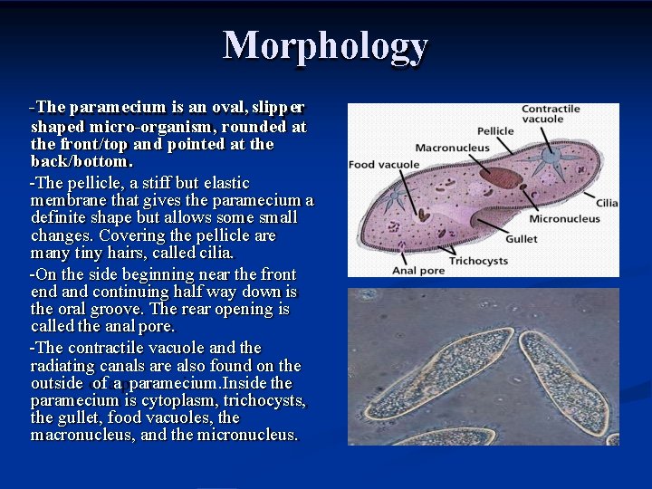 Morphology -The paramecium is an oval, slipper shaped micro-organism, rounded at the front/top and