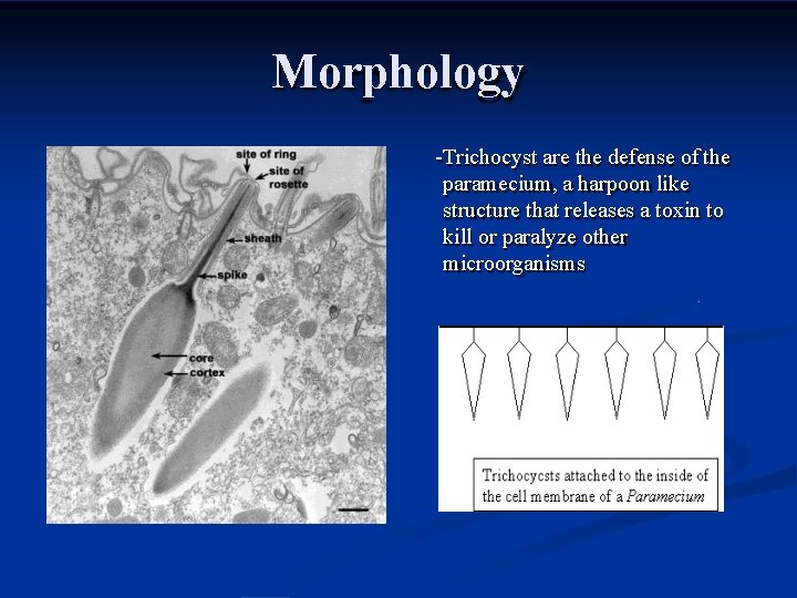 Morphology -Trichocyst are the defense of the paramecium, a harpoon like structure that releases