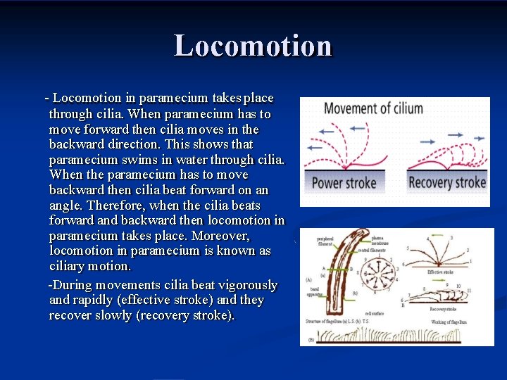 Locomotion - Locomotion in paramecium takes place through cilia. When paramecium has to move