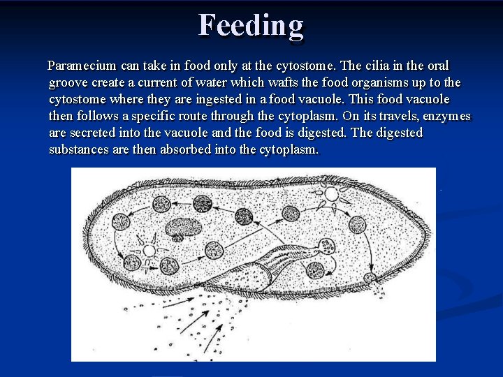 Feeding Paramecium can take in food only at the cytostome. The cilia in the