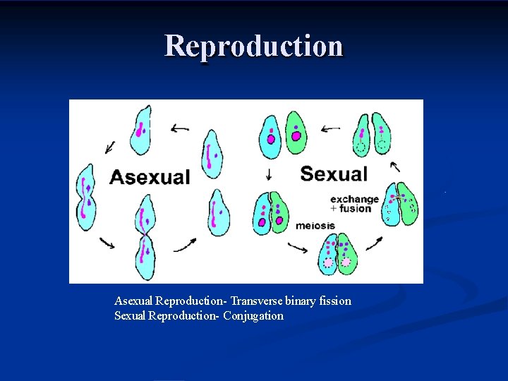 Reproduction Asexual Reproduction- Transverse binary fission Sexual Reproduction- Conjugation 