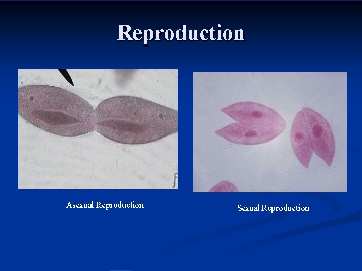 Reproduction Asexual Reproduction Sexual Reproduction 