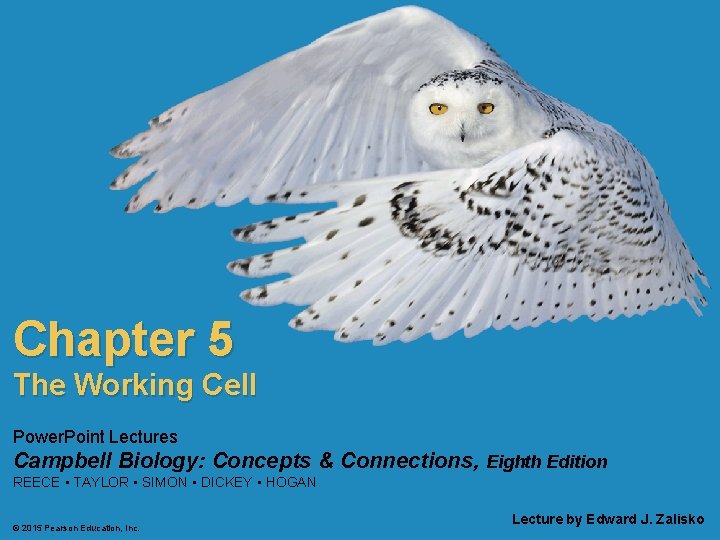 Chapter 5 The Working Cell Power. Point Lectures Campbell Biology: Concepts & Connections, Eighth