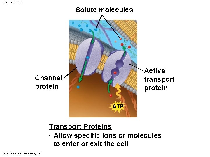 Figure 5. 1 -3 Solute molecules Active transport protein Channel protein ATP Transport Proteins