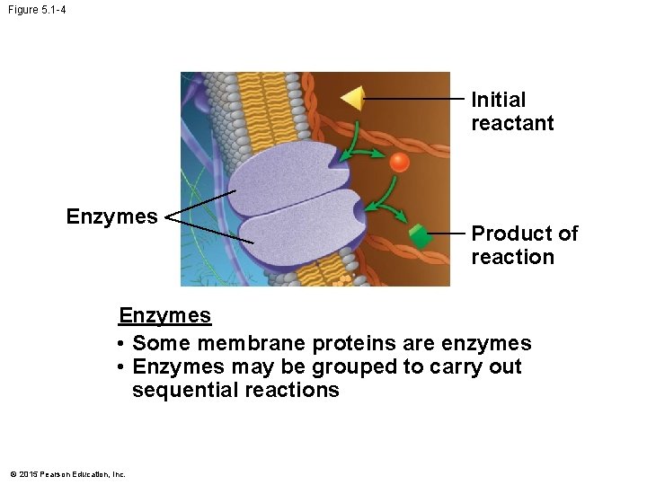 Figure 5. 1 -4 Initial reactant Enzymes Product of reaction Enzymes • Some membrane