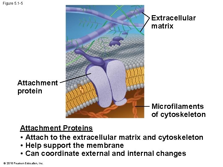 Figure 5. 1 -5 Extracellular matrix Attachment protein Microfilaments of cytoskeleton Attachment Proteins •