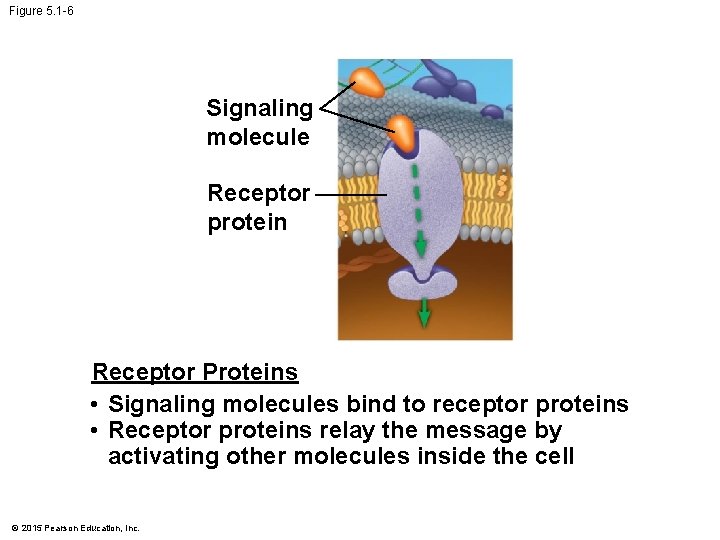 Figure 5. 1 -6 Signaling molecule Receptor protein Receptor Proteins • Signaling molecules bind