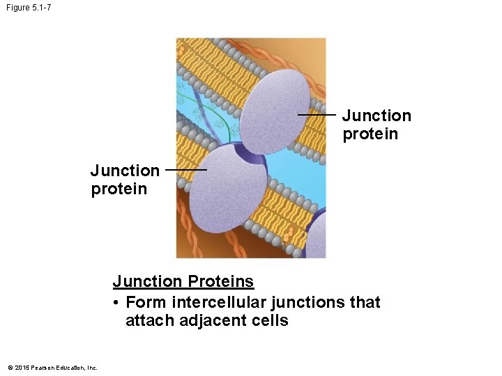 Figure 5. 1 -7 Junction protein Junction Proteins • Form intercellular junctions that attach