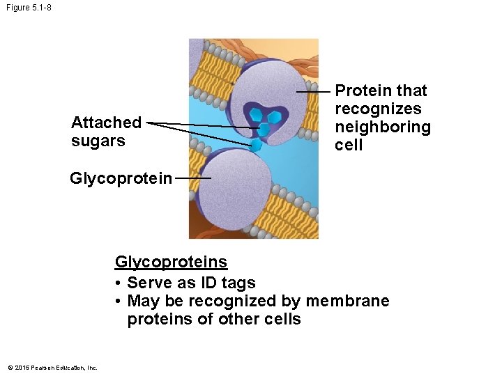 Figure 5. 1 -8 Attached sugars Protein that recognizes neighboring cell Glycoproteins • Serve