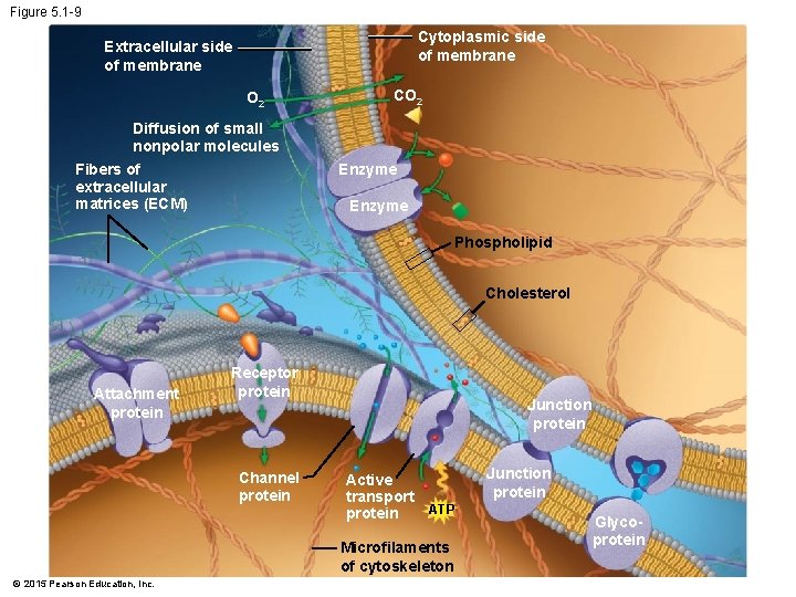 Figure 5. 1 -9 Cytoplasmic side of membrane Extracellular side of membrane O 2