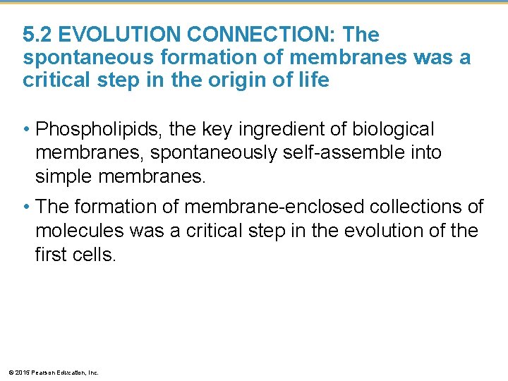 5. 2 EVOLUTION CONNECTION: The spontaneous formation of membranes was a critical step in