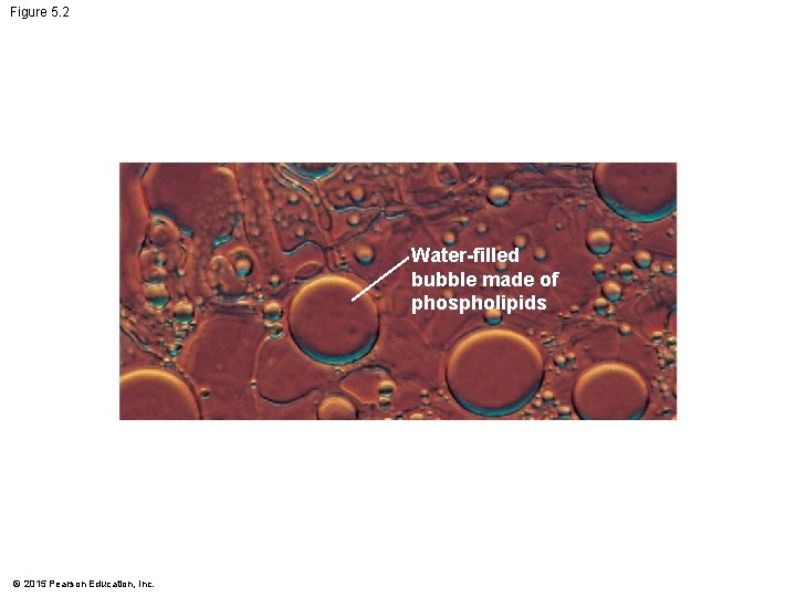 Figure 5. 2 Water-filled bubble made of phospholipids © 2015 Pearson Education, Inc. 
