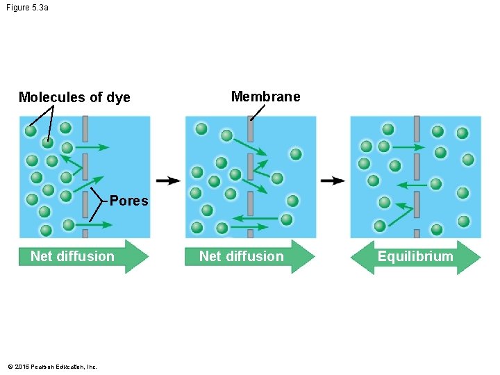 Figure 5. 3 a Molecules of dye Membrane Pores Net diffusion © 2015 Pearson