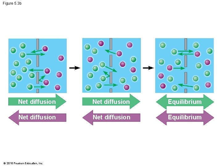 Figure 5. 3 b Net diffusion Equilibrium © 2015 Pearson Education, Inc. 