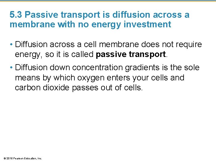 5. 3 Passive transport is diffusion across a membrane with no energy investment •