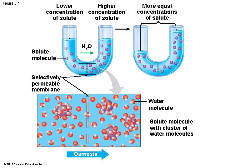 Figure 5. 4 Lower Higher concentration of solute Solute molecule More equal concentrations of