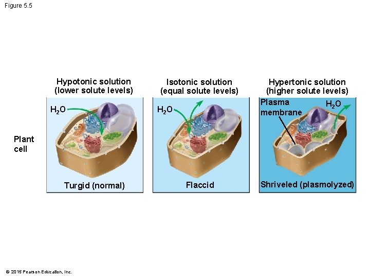 Figure 5. 5 Hypotonic solution (lower solute levels) H 2 O Isotonic solution (equal