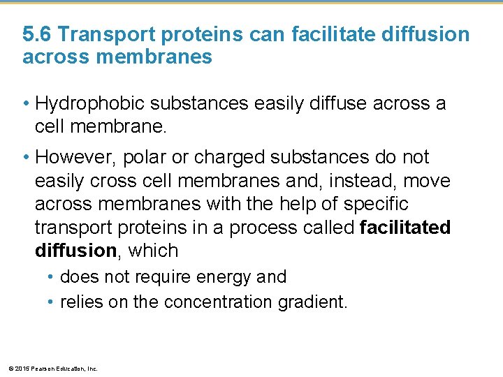 5. 6 Transport proteins can facilitate diffusion across membranes • Hydrophobic substances easily diffuse