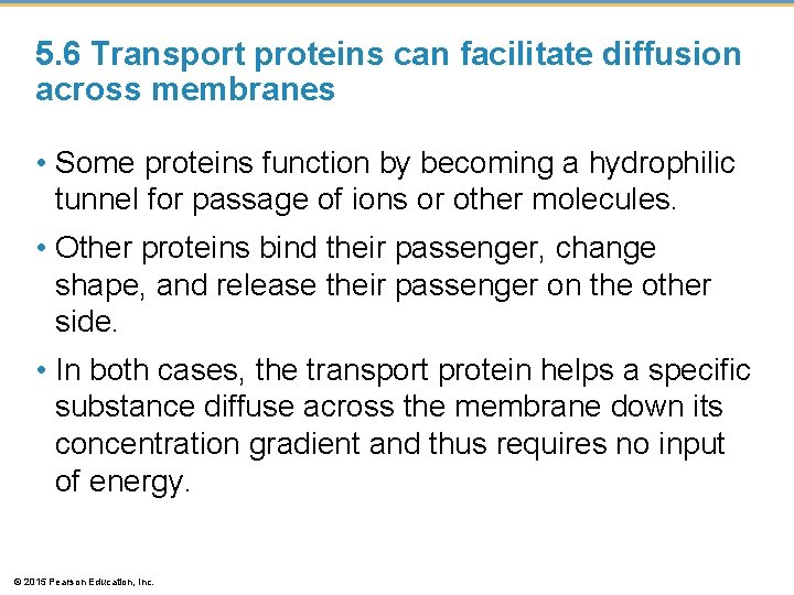 5. 6 Transport proteins can facilitate diffusion across membranes • Some proteins function by