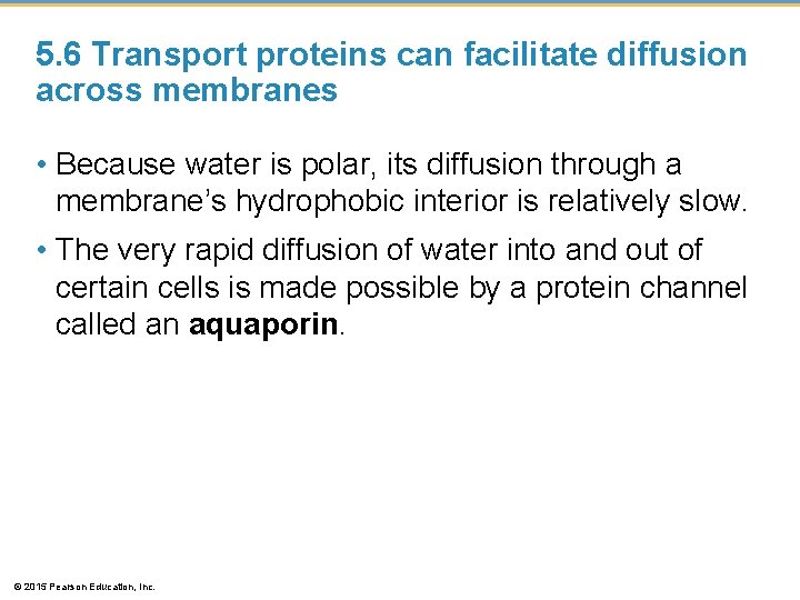 5. 6 Transport proteins can facilitate diffusion across membranes • Because water is polar,