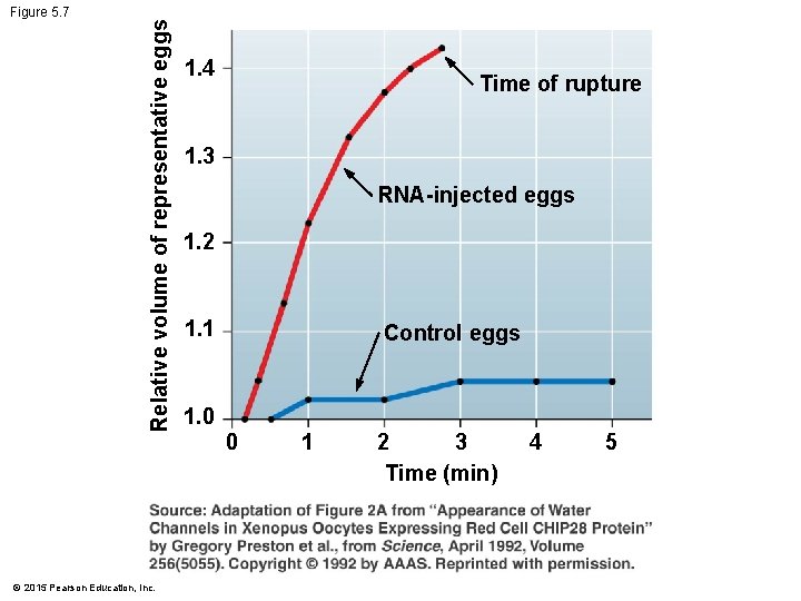 Relative volume of representative eggs Figure 5. 7 © 2015 Pearson Education, Inc. 1.