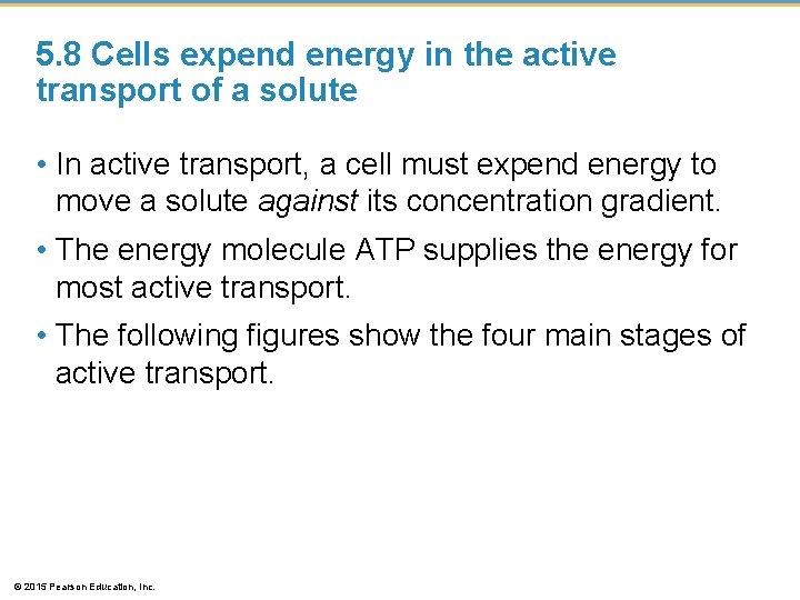 5. 8 Cells expend energy in the active transport of a solute • In