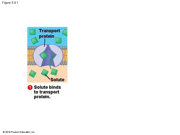 Figure 5. 8 -1 Transport protein Solute 1 Solute binds to transport protein. ©