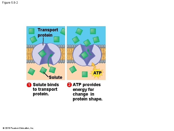 Figure 5. 8 -2 Transport protein Solute 1 Solute binds to transport protein. ©