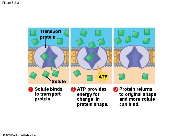 Figure 5. 8 -3 Transport protein Solute 1 Solute binds to transport protein. ©