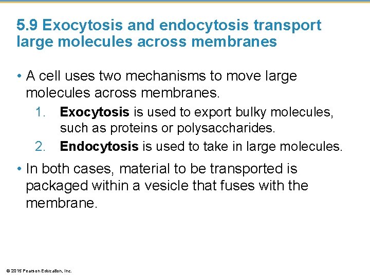 5. 9 Exocytosis and endocytosis transport large molecules across membranes • A cell uses