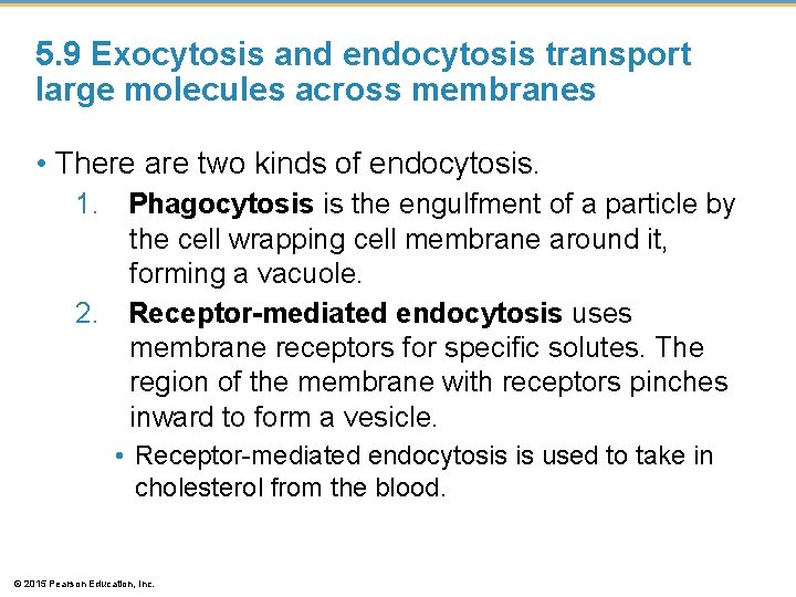 5. 9 Exocytosis and endocytosis transport large molecules across membranes • There are two