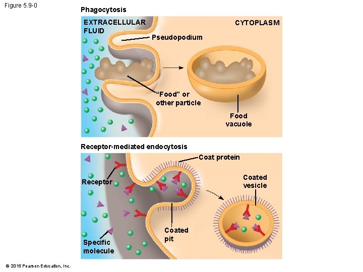 Figure 5. 9 -0 Phagocytosis EXTRACELLULAR FLUID CYTOPLASM Pseudopodium “Food” or other particle Food