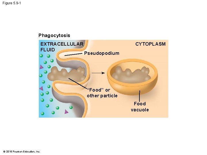 Figure 5. 9 -1 Phagocytosis EXTRACELLULAR FLUID CYTOPLASM Pseudopodium “Food” or other particle Food