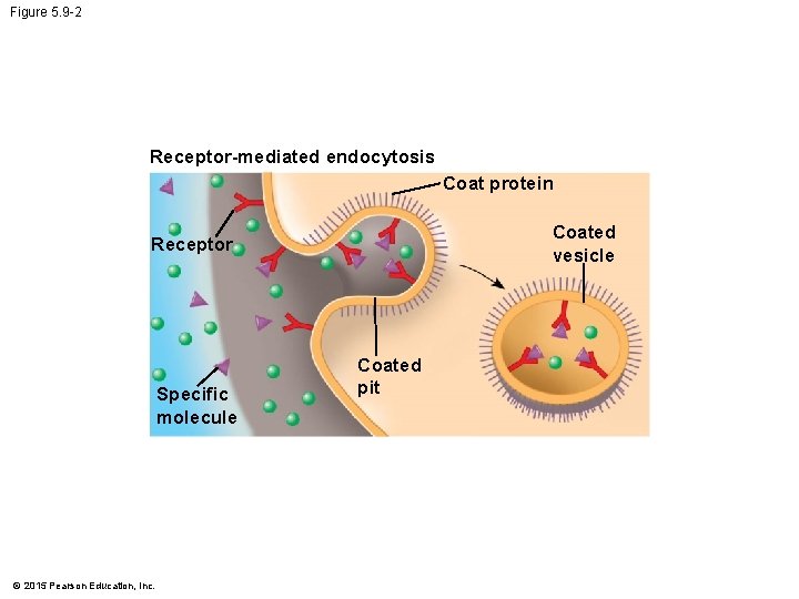 Figure 5. 9 -2 Receptor-mediated endocytosis Coat protein Coated vesicle Receptor Specific molecule ©