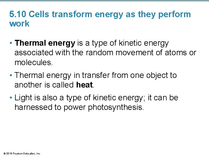 5. 10 Cells transform energy as they perform work • Thermal energy is a