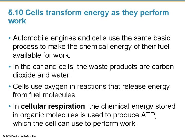 5. 10 Cells transform energy as they perform work • Automobile engines and cells