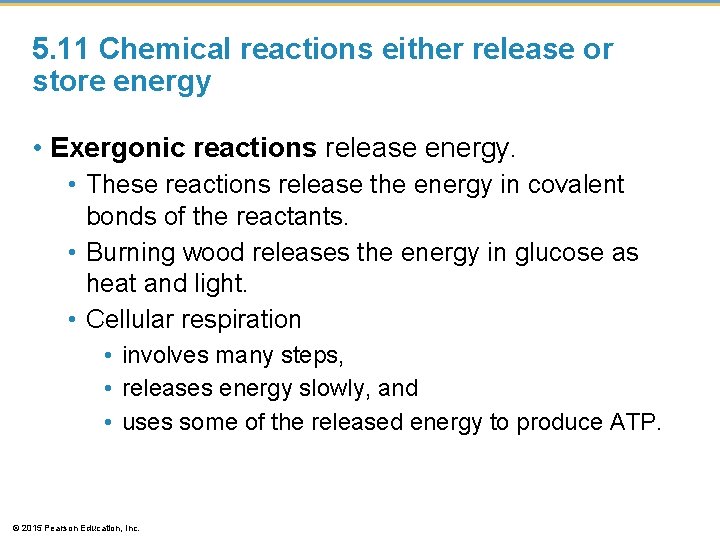 5. 11 Chemical reactions either release or store energy • Exergonic reactions release energy.