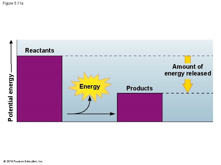Figure 5. 11 a Potential energy Reactants © 2015 Pearson Education, Inc. Amount of