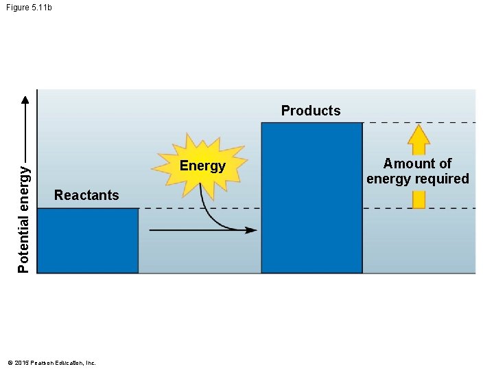 Figure 5. 11 b Potential energy Products Energy Reactants © 2015 Pearson Education, Inc.