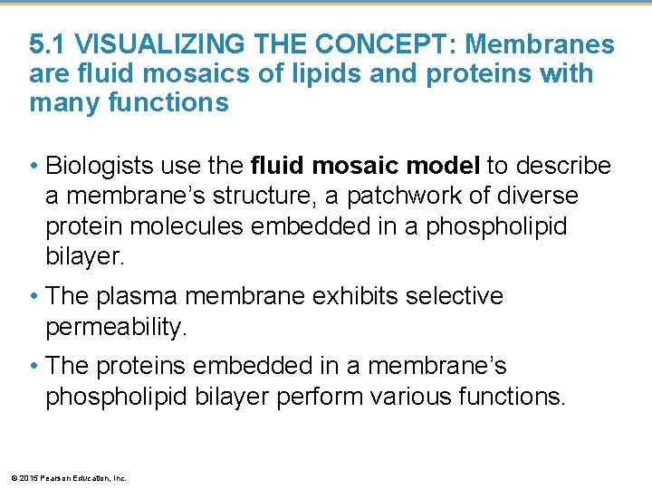 5. 1 VISUALIZING THE CONCEPT: Membranes are fluid mosaics of lipids and proteins with