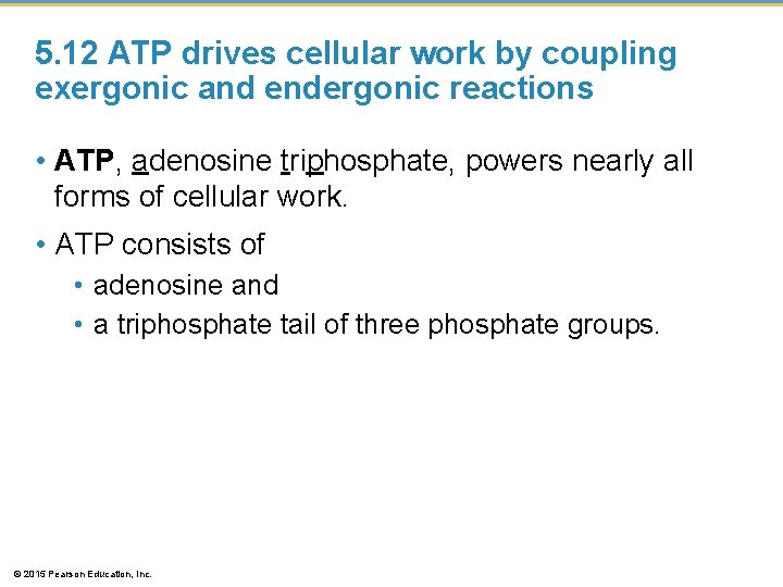 5. 12 ATP drives cellular work by coupling exergonic and endergonic reactions • ATP,