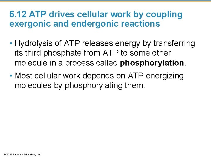 5. 12 ATP drives cellular work by coupling exergonic and endergonic reactions • Hydrolysis