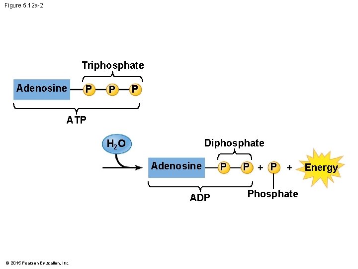 Figure 5. 12 a-2 Triphosphate Adenosine P P P ATP Diphosphate H 2 O