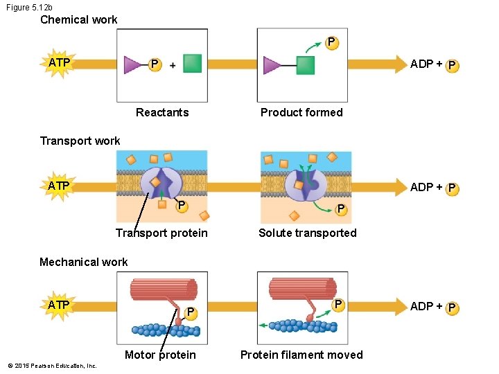 Figure 5. 12 b Chemical work P ATP P ADP + P Reactants Product