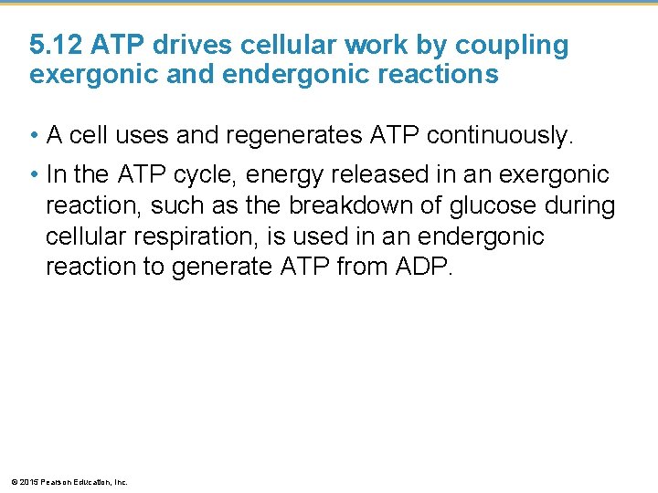 5. 12 ATP drives cellular work by coupling exergonic and endergonic reactions • A